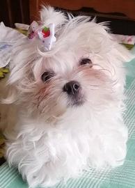 Cucciolo di maltese