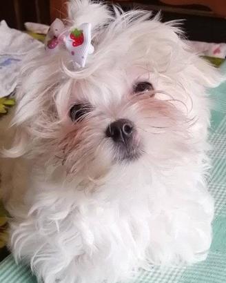 Cucciolo di maltese