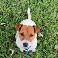 Maschio jack russell per accoppiamento