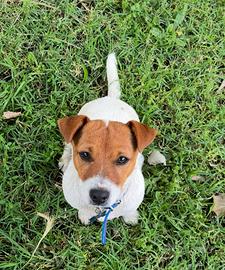 Maschio jack russell per accoppiamento