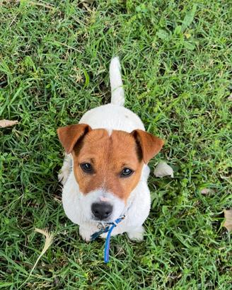 Maschio jack russell per accoppiamento