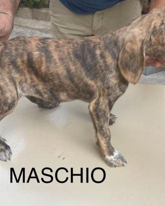 Cuccioli di segugio maremmano