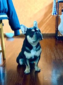Bulldog francese femmina per accoppiamento
