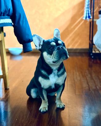Bulldog francese femmina per accoppiamento