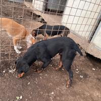 Jagd terrier x maremmano