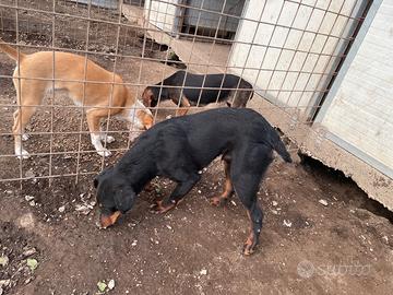 Jagd terrier x maremmano