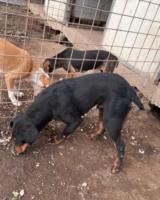 Jagd terrier x maremmano