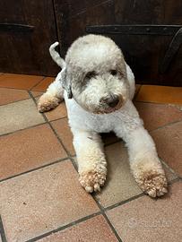 Lagotto maschio per cucciolata
