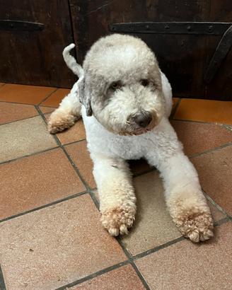 Lagotto maschio per cucciolata