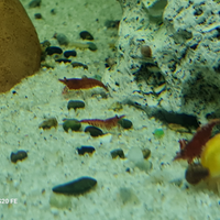 Caridine Pesci Acquario