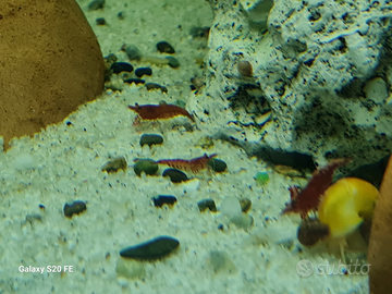 Caridine Pesci Acquario