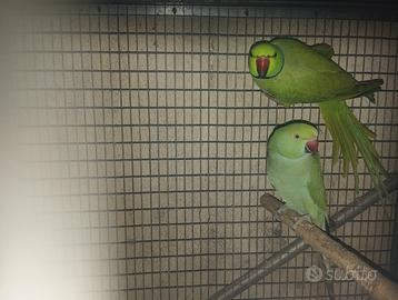 Pappagalli del collare