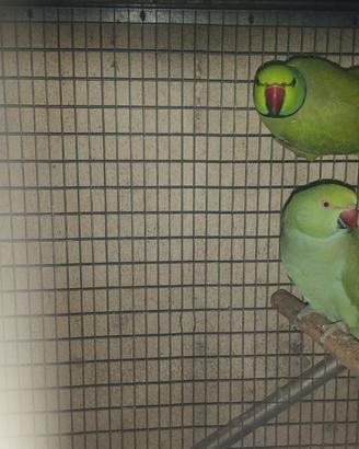 Pappagalli del collare