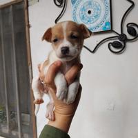 Jack russell nani