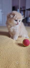 Scottish fold e Highland fold