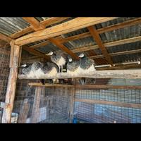 Pavoni comuni femmine