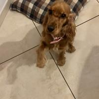 Cucciolo di cocker femmina