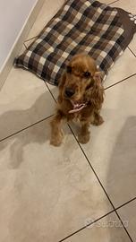 Cucciolo di cocker femmina