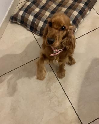 Cucciolo di cocker femmina