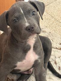 Pitbull maschio