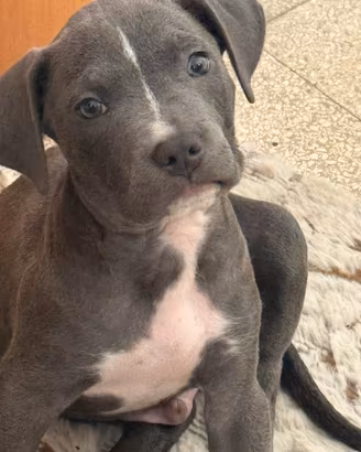 Pitbull maschio