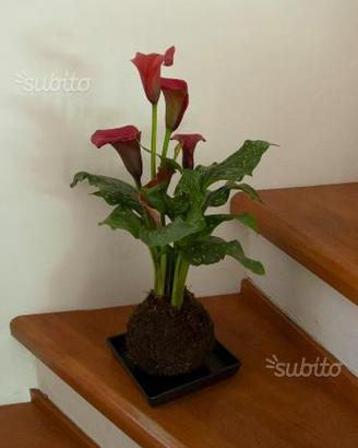 Kokedama