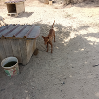 Cani setter inglese e cirneco