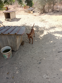Cani setter inglese e cirneco