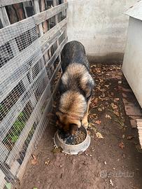 Cuccioli pastore tedesco