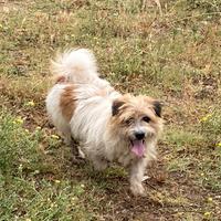Incrocio Maltese/J. Russel
