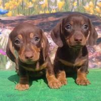 Cuccioli di bassotto chocolate ora disponibili