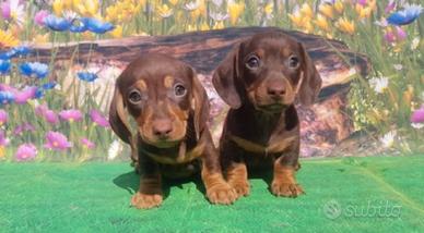 Cuccioli di bassotto chocolate ora disponibili