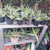Aloe Vera piantine nuove