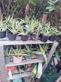 Aloe Vera piantine nuove