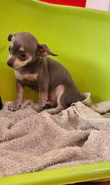 Chihuahua