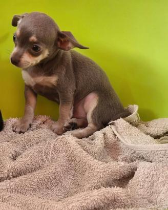 Chihuahua