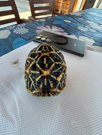 Tartaruga elegans