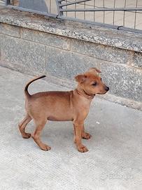 Pinscher nano MASCHI