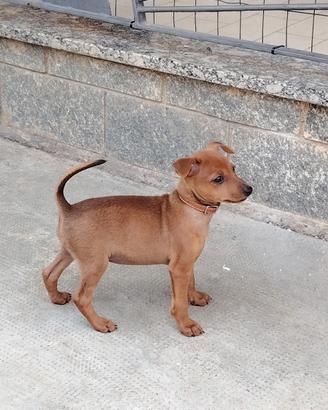 Pinscher nano MASCHI