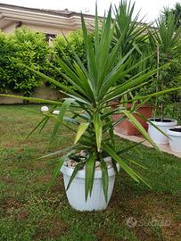 YUCCA in vaso bianco 