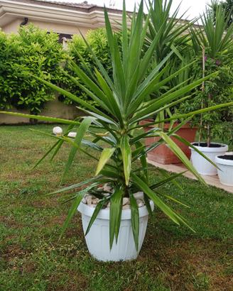 YUCCA in vaso bianco 