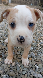 Cuccioli american bully