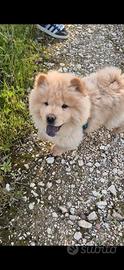 Chow chow
