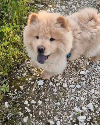 Chow chow