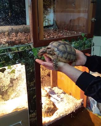 Sulcata 20cm/24cm/30cm