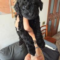 Barboncini black