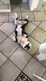 Staffordshire per accoppiamento