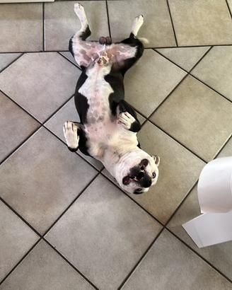 Staffordshire per accoppiamento