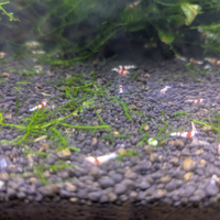 Caridine Cantonensis Red Crystal
