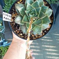 echeveria purpusorum vaso 10 cm